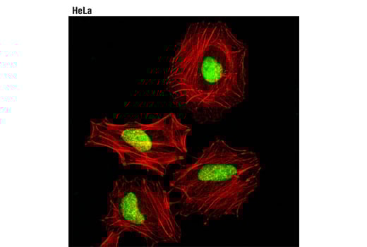Immunofluorescence Image 1: THOC4/ALY (D3R4R) Rabbit Monoclonal Antibody