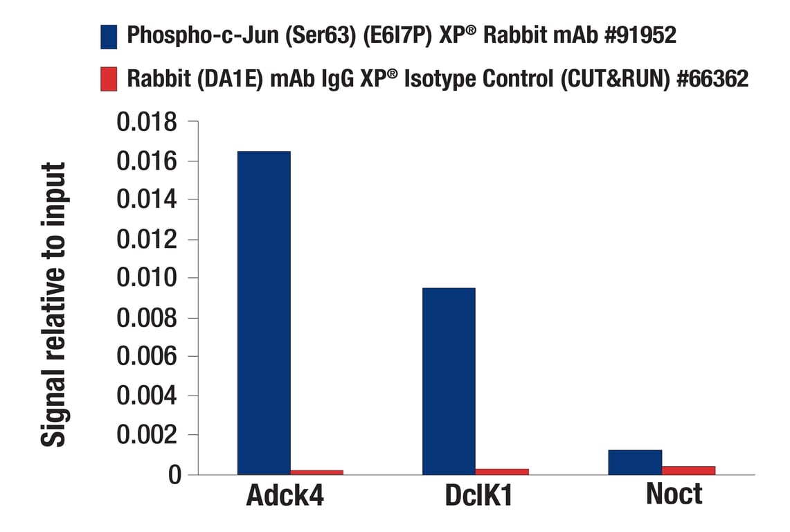 CUT & RUN Image 1: Phospho-c-Jun (Ser63) (E6I7P) Rabbit Monoclonal Antibody