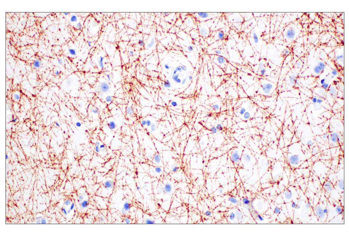 PLP1 (E9V1N) Rabbit mAb | Cell Signaling Technology