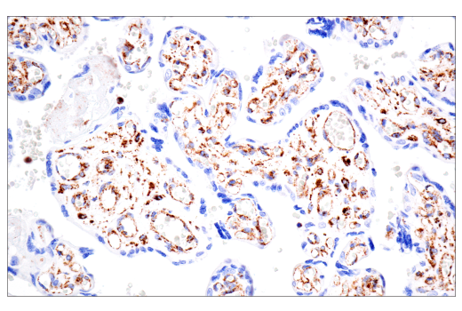 Immunohistochemistry Image 8: TSPO (D1N7Z) Rabbit Monoclonal Antibody