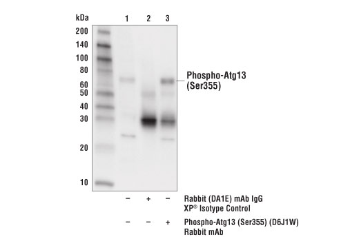 Immunoprecipitation Image 1: Phospho-Atg13 (Ser355) (D6J1W) Rabbit Monoclonal Antibody