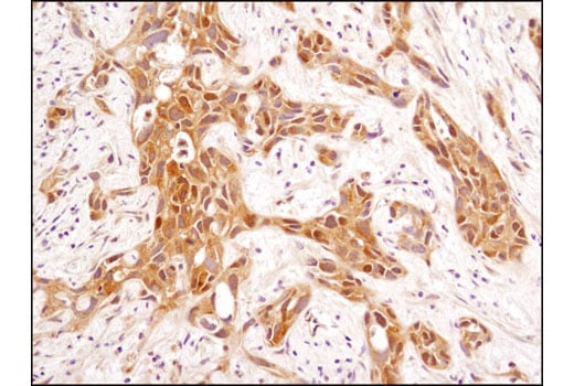 Immunohistochemistry Image 1: GSK-3 beta (D5C5Z) Rabbit Monoclonal Antibody