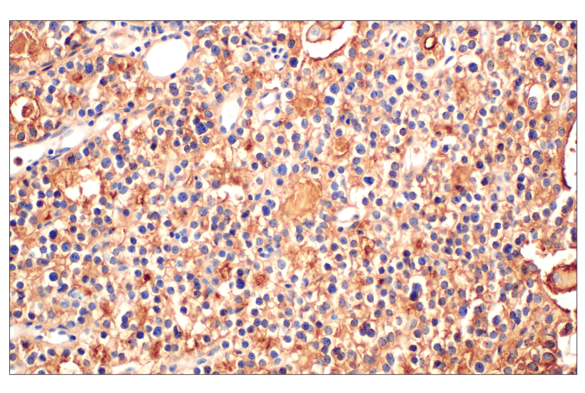 Immunohistochemistry Image 6: CHGA (F7D6H) Rabbit mAb
