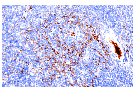 Immunohistochemistry Image 3: Fibrinogen gamma chain (E1U3Z) Rabbit Monoclonal Antibody (BSA and Azide Free)