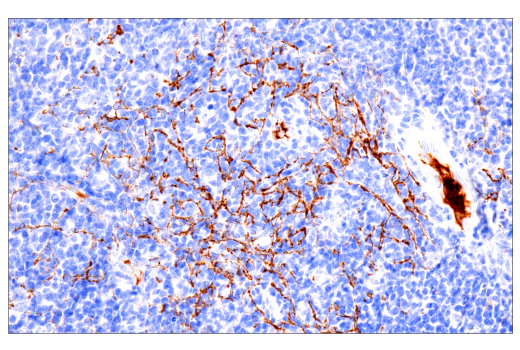 Immunohistochemistry Image 3: Fibrinogen gamma chain (E1U3Z) XP<sup>®</sup> Rabbit mAb (BSA and Azide Free)