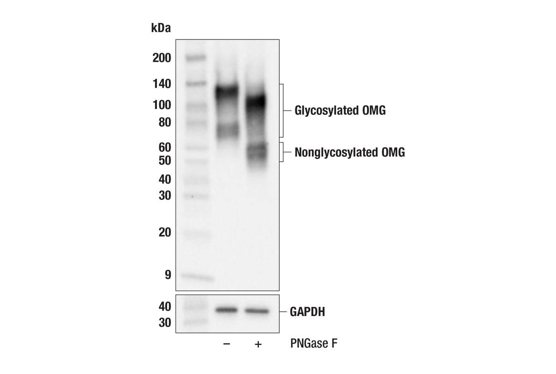 Western Blotting Image 2: OMG (F8B7X) Rabbit Monoclonal Antibody