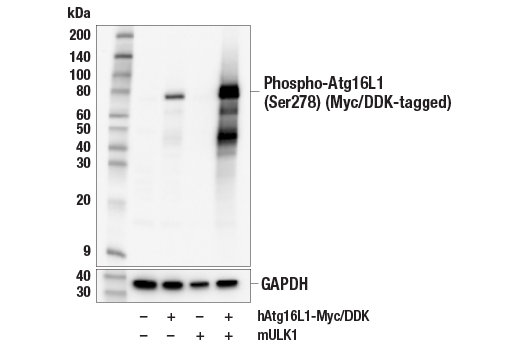 Western Blotting Image 3: Phospho-Atg16L1 (Ser278) (E7K6H) Rabbit Monoclonal Antibody