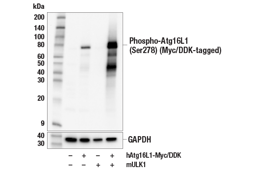 undefined Image 3: PhosphoPlus<sup>®</sup> Atg16L1 (Ser278) Antibody Duet