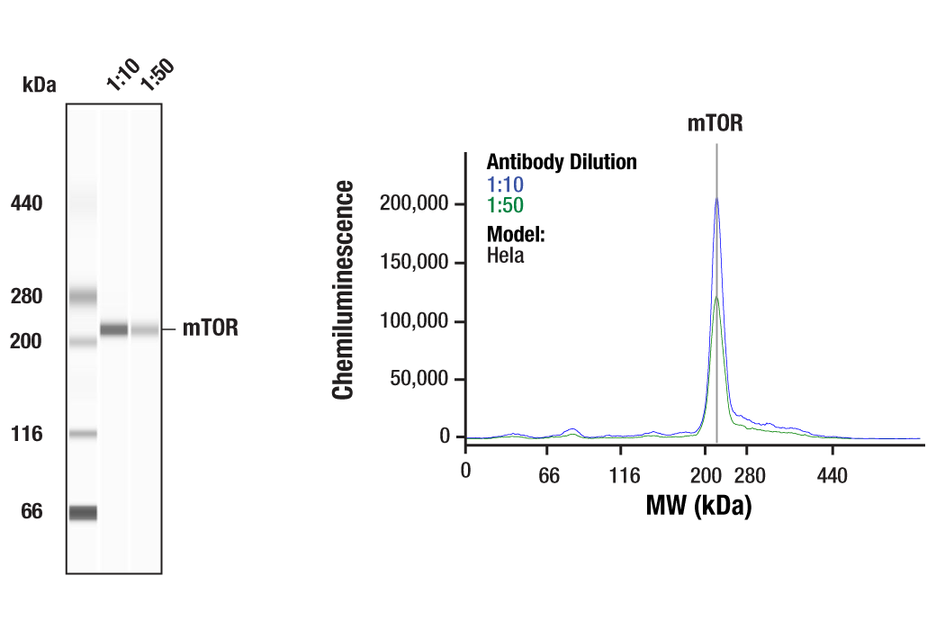 Western Blotting Image 1: mTOR Antibody