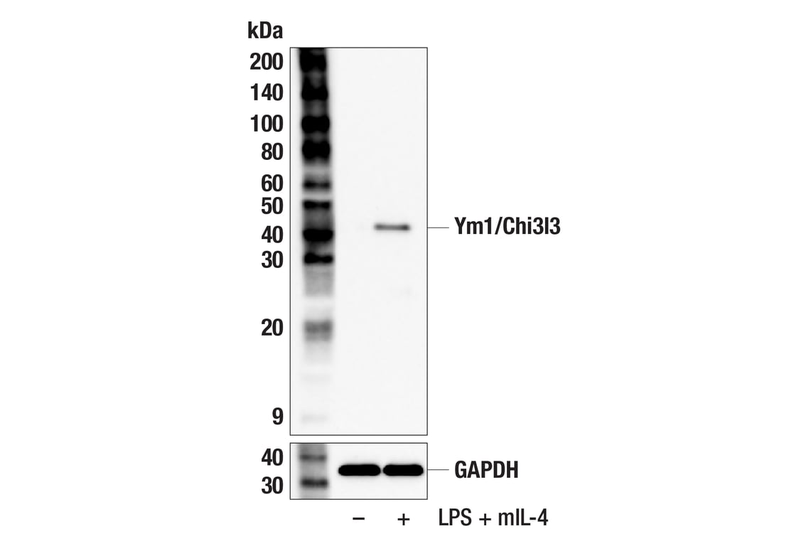 Western Blotting Image 2: Ym1/Chi3l3 (F7T7N) Rabbit Monoclonal Antibody