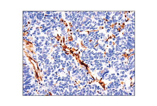 Immunohistochemistry Image 2: STING (D2P2F) Rabbit Monoclonal Antibody