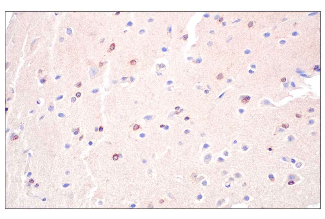Immunohistochemistry Image 6: WNK1 (F1O3U) Rabbit Monoclonal Antibody