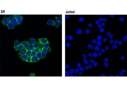 Immunofluorescence Image 1: NTAL/LAB (D7I2B) Rabbit Monoclonal Antibody (BSA and Azide Free)