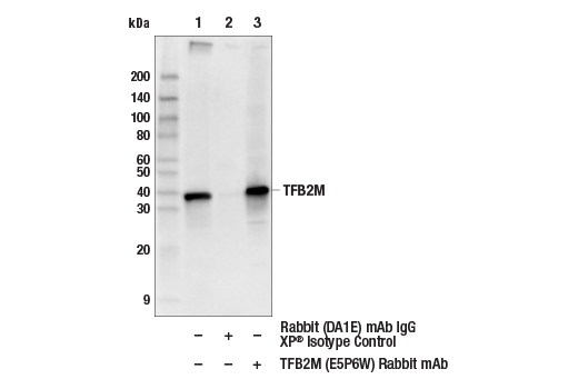 Immunoprecipitation Image 1: TFB2M (E5P6W) Rabbit Monoclonal Antibody
