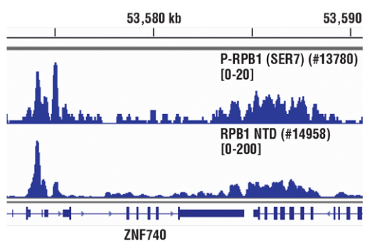 undefined Image 10: Rpb1 CTD Antibody Sampler Kit