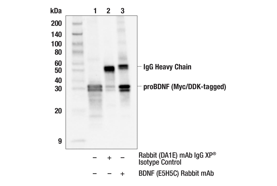 Immunoprecipitation Image 1: BDNF (E5H5C) Rabbit Monoclonal Antibody