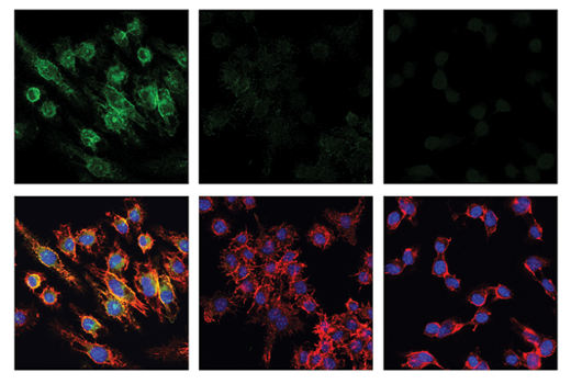 Immunofluorescence Image 1: CD16/CD32 (2.4G2) Rat Monoclonal Antibody (IF Formulated)