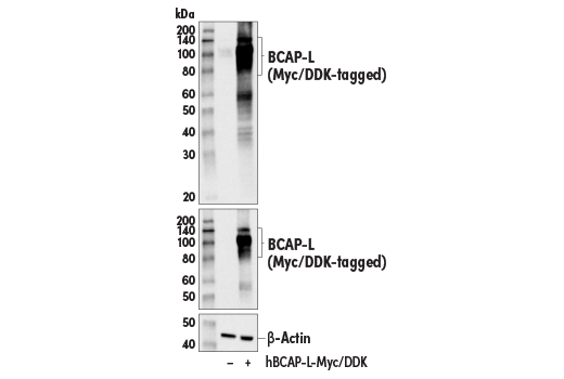 Western Blotting Image 2: BCAP (E1U9X) Rabbit Monoclonal Antibody