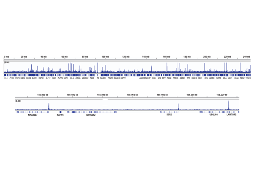 Chromatin Immunoprecipitation Image 2: ELL (D7N6U) Rabbit Monoclonal Antibody