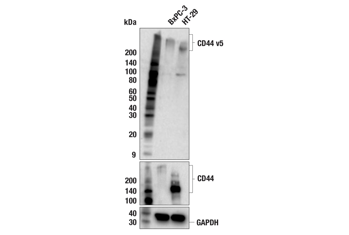 Western Blotting Image 2: CD44 v5 (C44Mab-3) Mouse Monoclonal Antibody