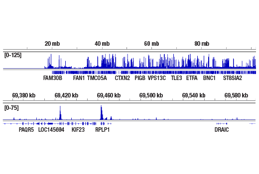 CUT & RUN Image 2: POU2F3 (E5N2D) Rabbit Monoclonal Antibody