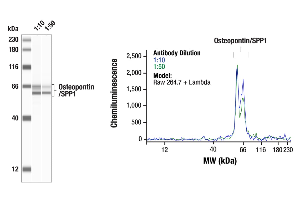Western Blotting Image 1: Osteopontin/SPP1 (E9Z1D) Rabbit Monoclonal Antibody
