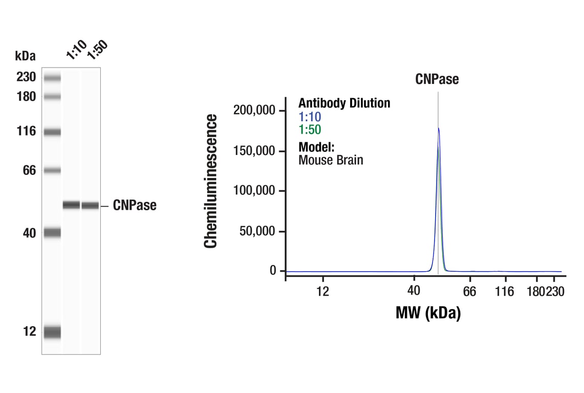 Western Blotting Image 1: CNPase (D83E10) Rabbit Monoclonal Antibody