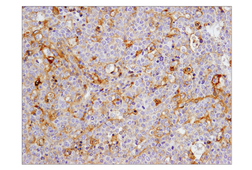 Immunohistochemistry Image 3: CD40 (D8W3N) Rabbit Monoclonal Antibody (BSA and Azide Free)