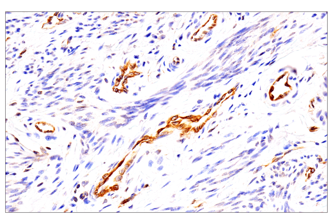 Immunohistochemistry Image 3: HLA-E (MEM-E/02) Mouse Monoclonal Antibody