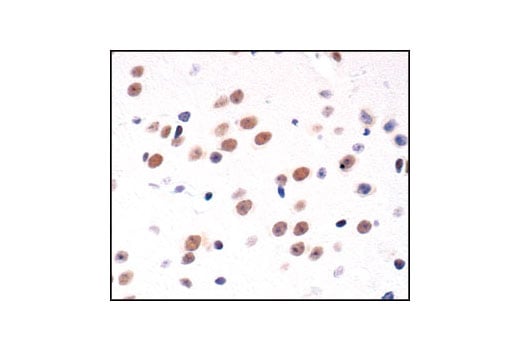 Immunohistochemistry Image 4: CREB (48H2) Rabbit Monoclonal Antibody