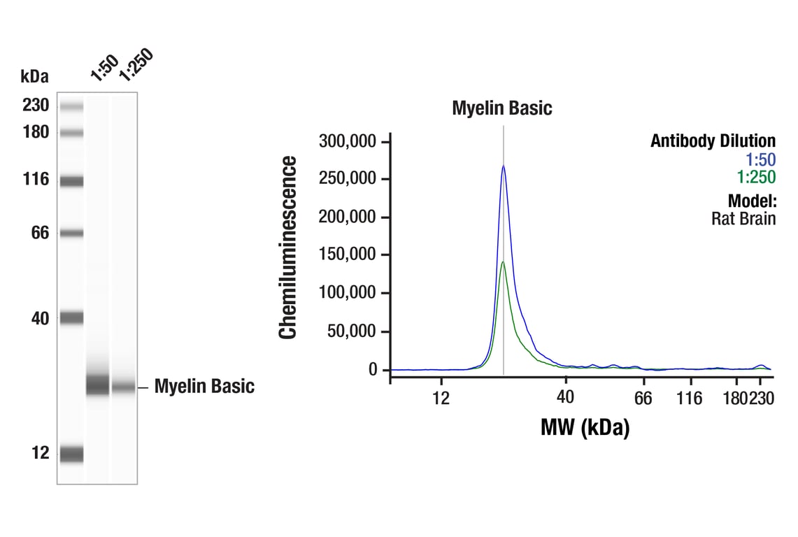 Western Blotting Image 1: Myelin Basic Protein (E9P7U) Mouse Monoclonal Antibody