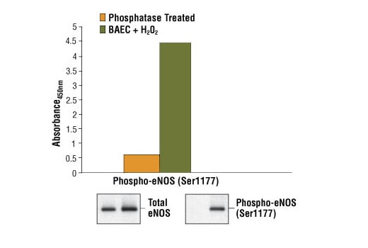 ELISA Image 1: PathScan<sup>®</sup> Phospho-eNOS (Ser1177) Sandwich ELISA Kit