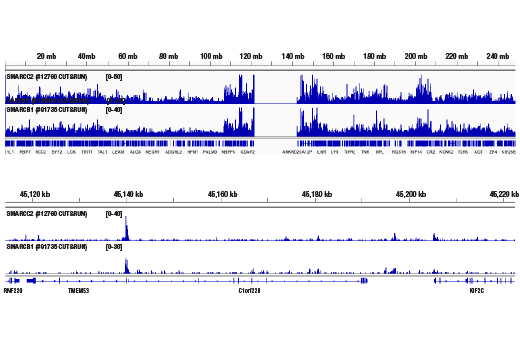 CUT & RUN Image 1: SMARCC2/BAF170 (D8O9V) Rabbit Monoclonal Antibody