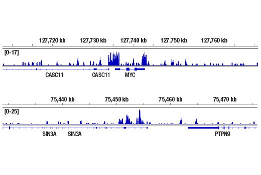 CUT & RUN Image 2: Cyclin T1 (D1B6G) Rabbit Monoclonal Antibody