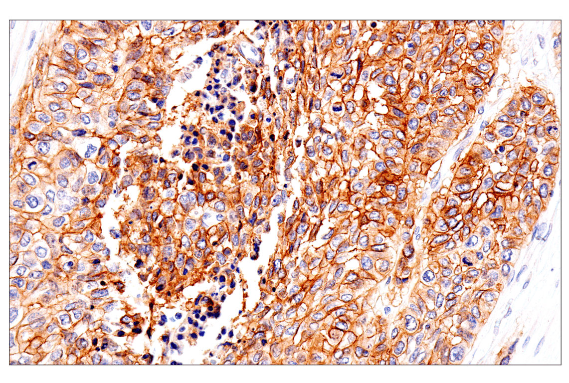 Immunohistochemistry Image 1: p75NTR (E7I3M) Rabbit Monoclonal Antibody (BSA and Azide Free)
