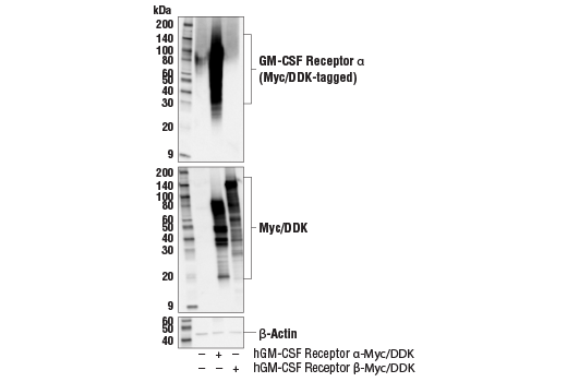 Western Blotting Image 2: GM-CSF Receptor alpha (E8Z3S) Rabbit Monoclonal Antibody (BSA and Azide Free)