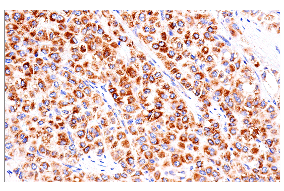 Immunohistochemistry Image 4: SLC25A1 (E7B2B) Rabbit Monoclonal Antibody