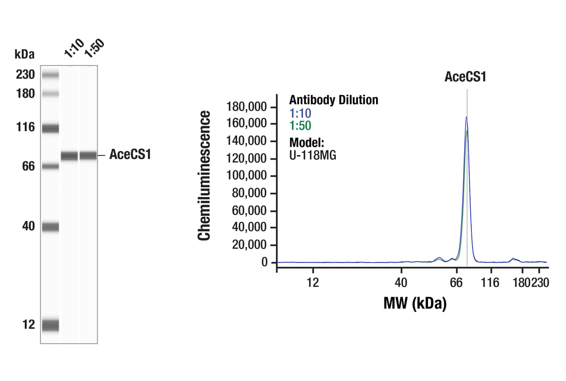 Western Blotting Image 1: AceCS1 (D19C6) Rabbit Monoclonal Antibody