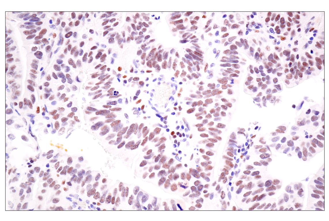Immunohistochemistry Image 3: TLE3 (E4F3Y) Rabbit Monoclonal Antibody