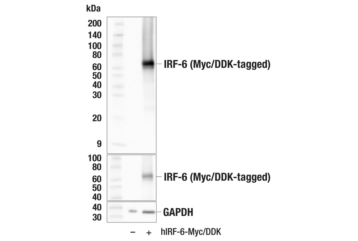Western Blotting Image 2: IRF-6 (E5C5D) Rabbit Monoclonal Antibody