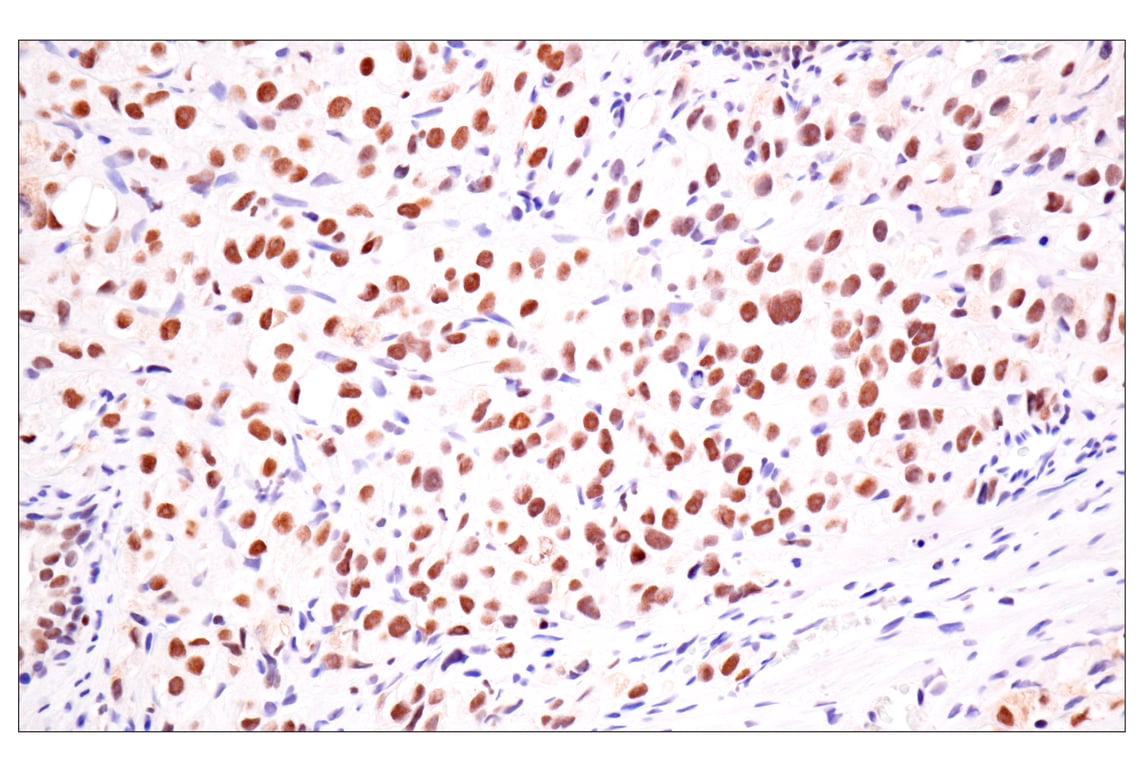 Immunohistochemistry Image 5: TLE3 (E4F3Y) Rabbit Monoclonal Antibody