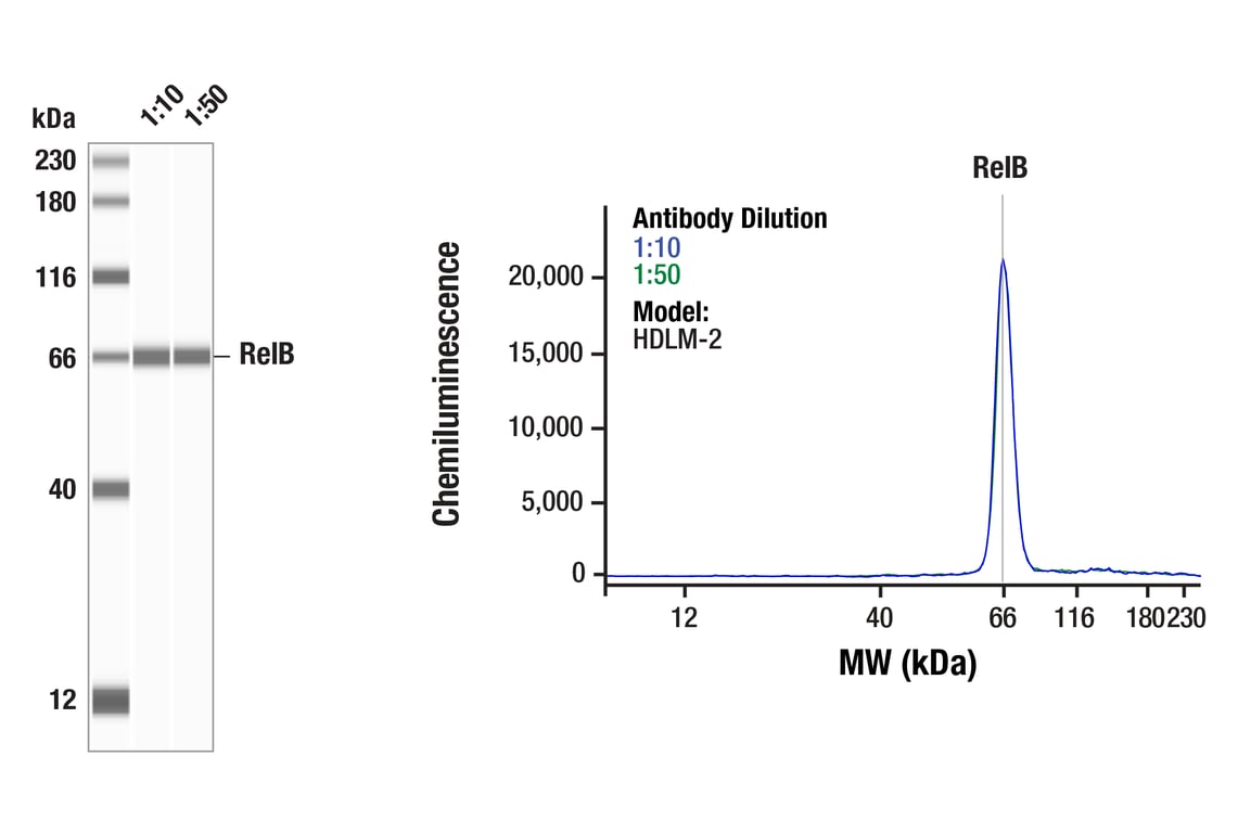 Western Blotting Image 1: RelB (D7D7W) Rabbit Monoclonal Antibody
