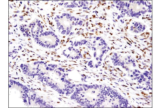 Immunohistochemistry Image 1: IFI16 (D8B5T) Rabbit Monoclonal Antibody (BSA and Azide Free)