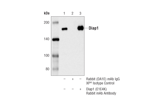 Immunoprecipitation Image 1: Diap1 (E1E4K) Rabbit Monoclonal Antibody
