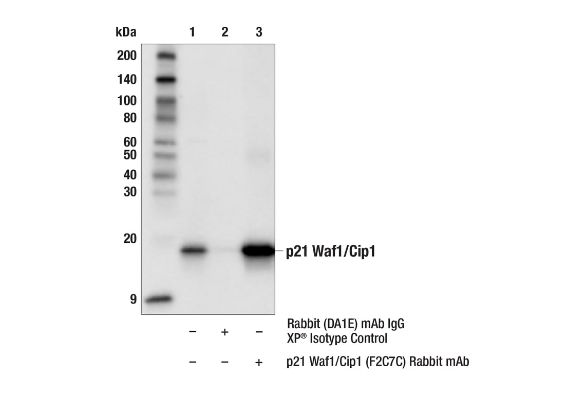 Immunoprecipitation Image 1: p21 Waf1/Cip1 (F2C7C) Rabbit Monoclonal Antibody
