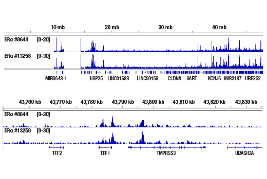CUT & RUN Image 2: Estrogen Receptor alpha (D8H8) Rabbit Monoclonal Antibody
