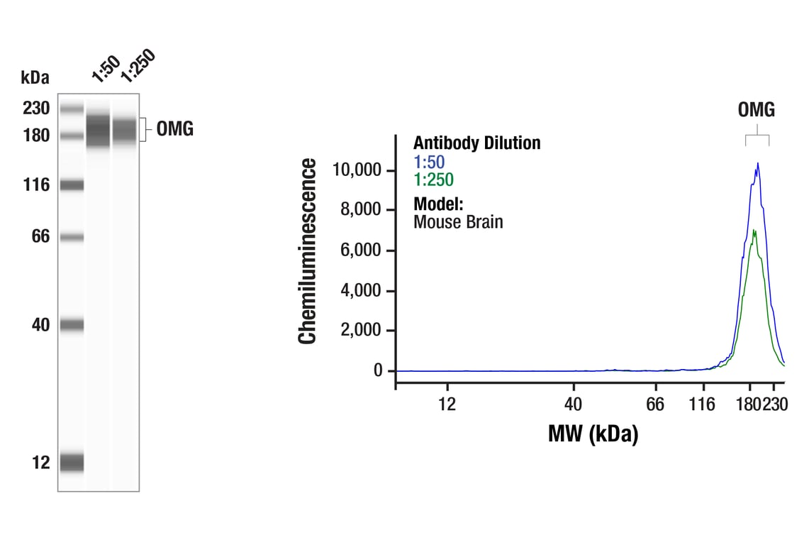 Western Blotting Image 1: OMG (F9N5O) Rabbit Monoclonal Antibody