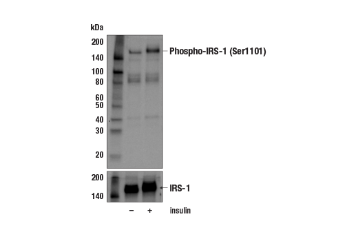 Western Blotting Image 2: Phospho-IRS-1 (Ser1101) Antibody