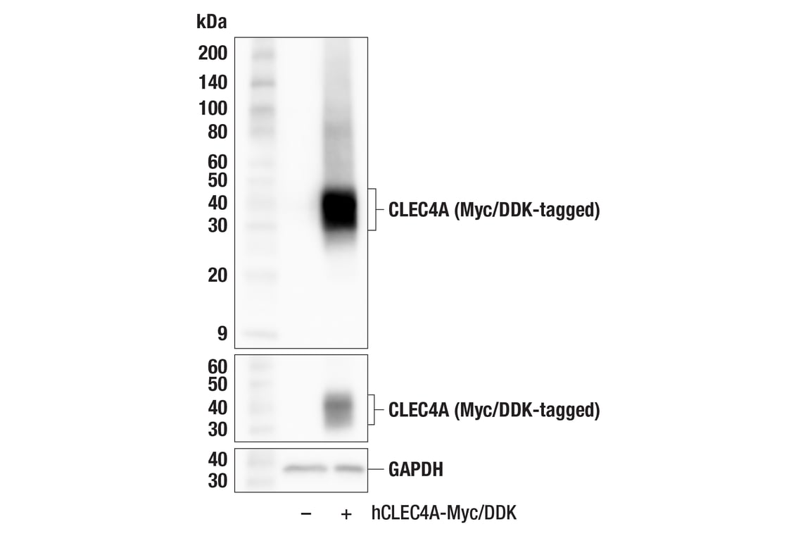 Western Blotting Image 2: CLEC4A (F2X3I) Rabbit Monoclonal Antibody