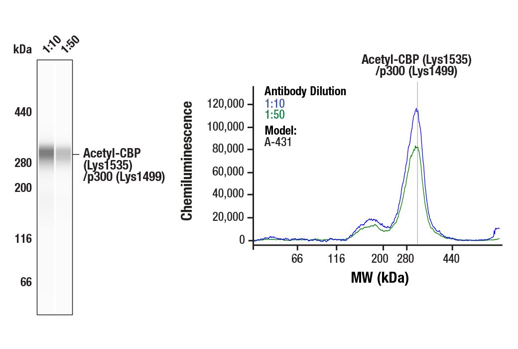 Western Blotting Image 1: Acetyl-CBP (Lys1535)/p300 (Lys1499) Antibody